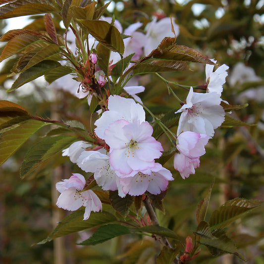 Prunus Sunset Boulevard - Flowering Cherry Tree