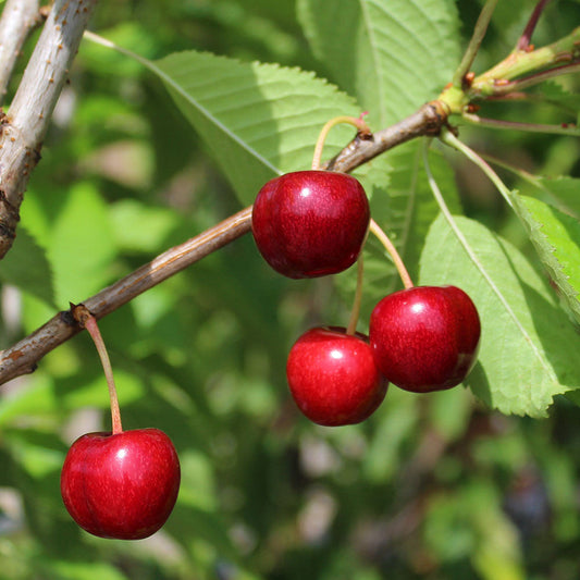 Four ripe Prunus Sweetheart cherries hang from a branch with green leaves, highlighting their large fruits and self-fertile nature.