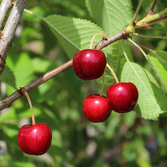 Prunus Sweetheart - Sweetheart Cherry Tree