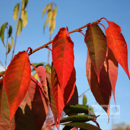 Radiant red autumn leaves hanging from a branch of a Prunus Tai Haku - Hill Cherry Tree create a striking contrast against the clear blue sky.