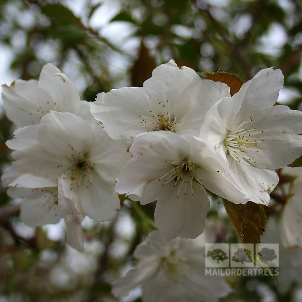 A close-up of flowering white cherry blossoms from the Prunus Tai Haku - Hill Cherry Tree adorns a tree branch, with vibrant green leaves providing a picturesque backdrop.