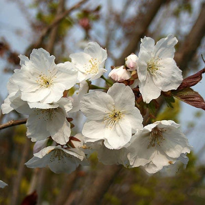 Close-up of flowering white blossoms on a branch, with the delicate blooms of the Prunus Tai Haku - Hill Cherry Tree framed by light green leaves in the background.