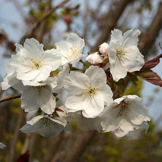 Close-up of flowering white blossoms on a branch, with the delicate blooms of the Prunus Tai Haku - Hill Cherry Tree framed by light green leaves in the background.