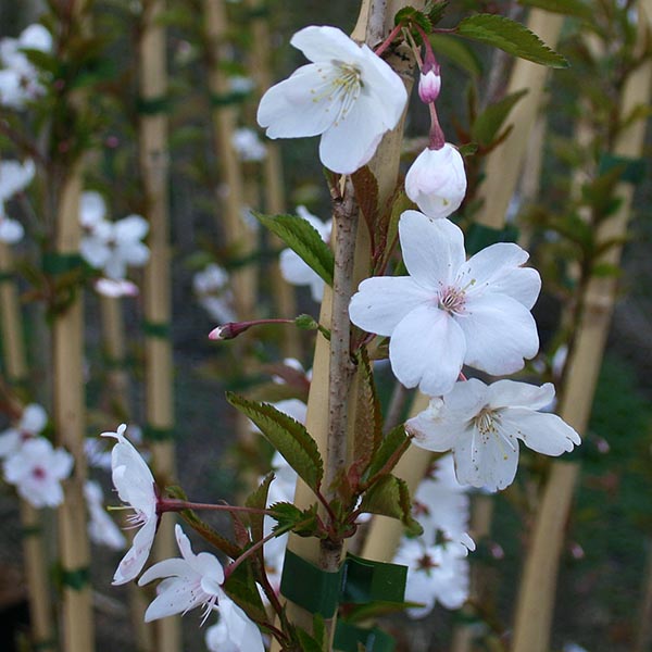 The Prunus The Bride - The Bride Flowering Cherry Tree showcases delicate white cherry blossoms on slender branches, featuring elegant white petals and vibrant green leaves. Supported by bamboo stakes in the background, its compact growth habit brings a touch of elegance to gardens.