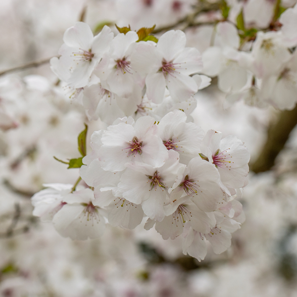 A cluster of white petals graces the Prunus The Bride, the flowering cherry tree, showcasing its delicate blooms in full splender on its compact growing branches.