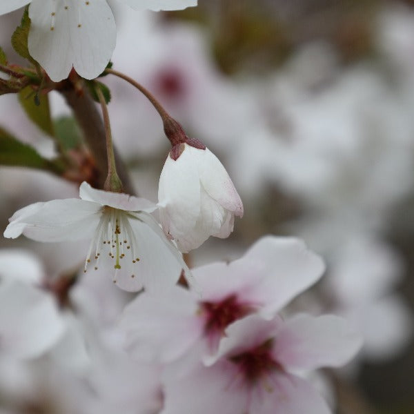 A close-up of the Prunus The Bride, known as The Bride Flowering Cherry Tree, features its white petals with soft pink centres gracefully lining a branch. A fully bloomed blossom pairs with a small bud, highlighting this tree's compact growing nature.