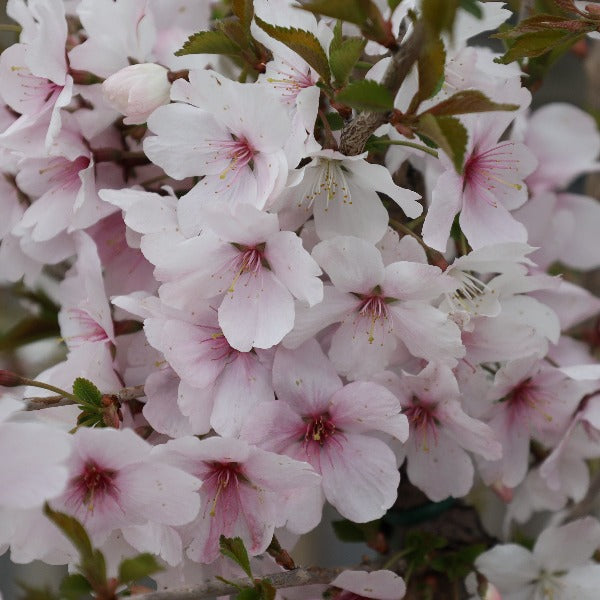 Close-up of a cluster of light pink cherry blossoms with green leaves, highlighting the delicate beauty of the compact growing Prunus The Bride Flowering Cherry Tree.