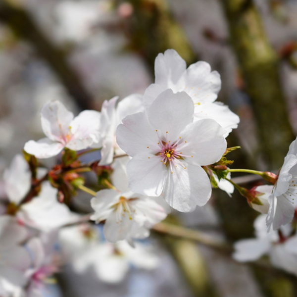 Close-up of a Prunus The Bride flowering cherry tree branch with white petals in full bloom against a blurred background.