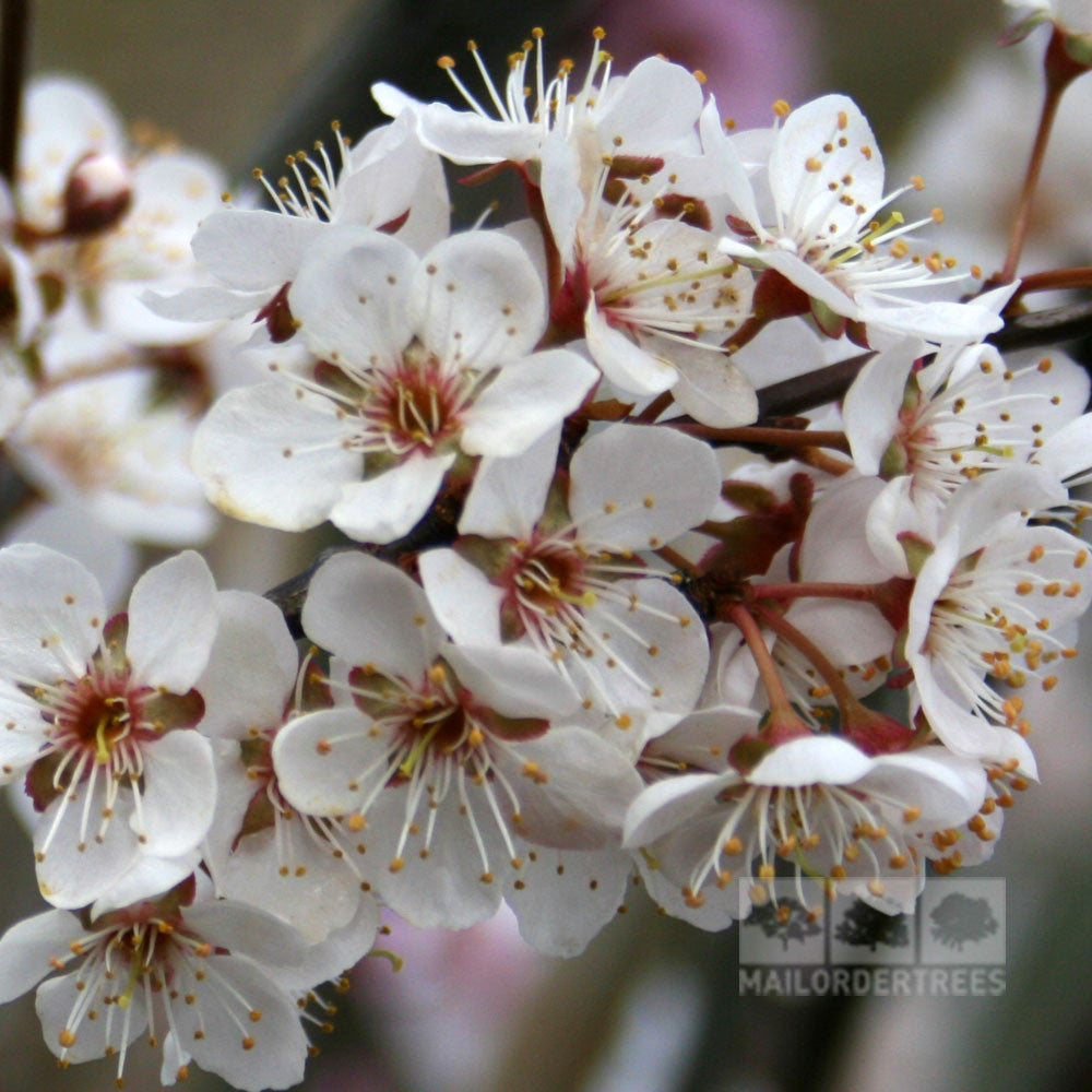 Close-up of a cluster of white cherry blossoms with yellow stamens and red centers on branches, reminiscent of the delicate beauty found on a Prunus Trailblazer - Ornamental Plum Tree.