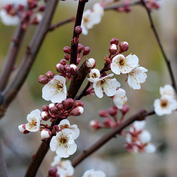 Close-up of white cherry blossoms and buds on thin branches of a Prunus Trailblazer – Ornamental Plum Tree, set against a softly blurred background.