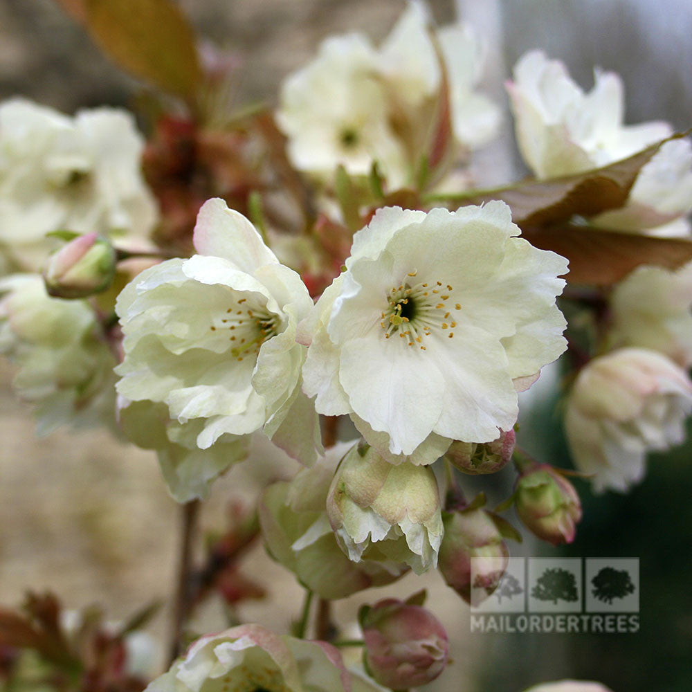 Close-up of white cherry blossom flowers with green leaves from the Prunus Ukon - Flowering Cherry Tree in the background.