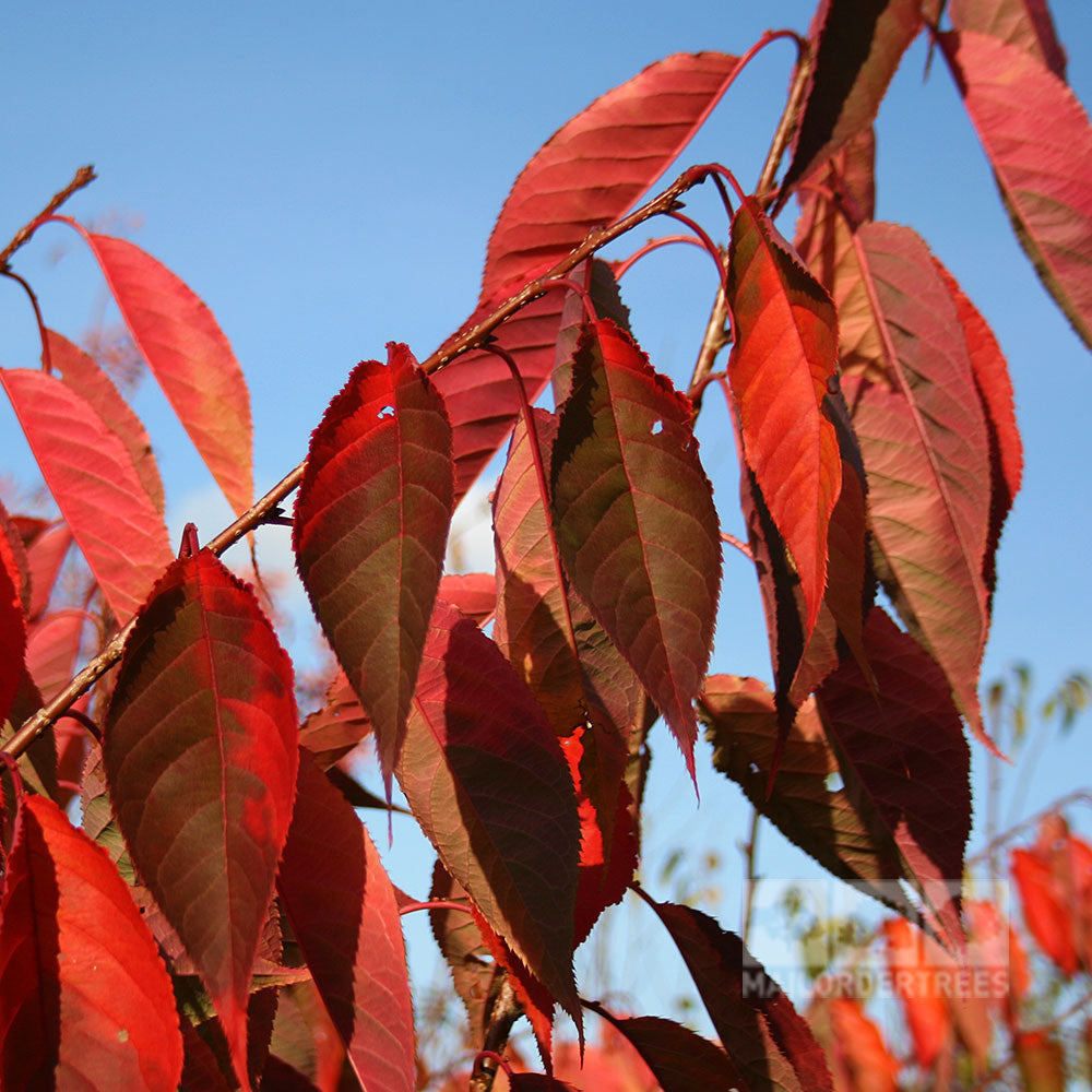 A close-up captures the vibrant red leaves of a Prunus Ukon - Flowering Cherry Tree against a clear blue sky.