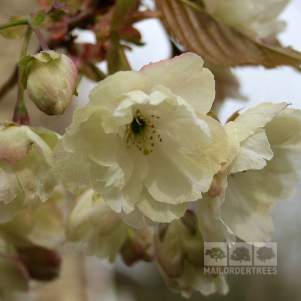 Close-up of delicate yellowish blossoms from a Prunus Ukon - Flowering Cherry Tree, accompanied by vibrant green leaves.