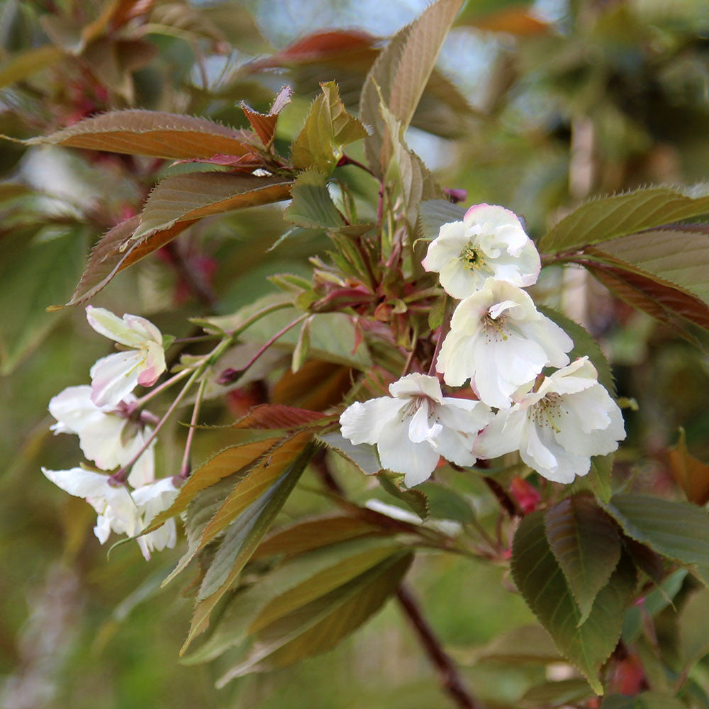 Close-up of white blossoms on a Prunus Ukon - Flowering Cherry Tree branch with green and autumn red leaves.