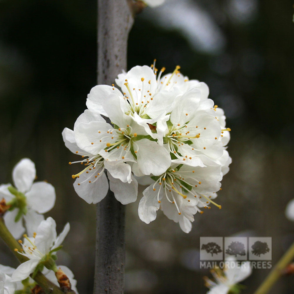 A close-up of white cherry blossoms with blooming petals and yellow stamens, evoking the delicate beauty of the self-fertile Prunus Victoria - Victoria Plum Tree.