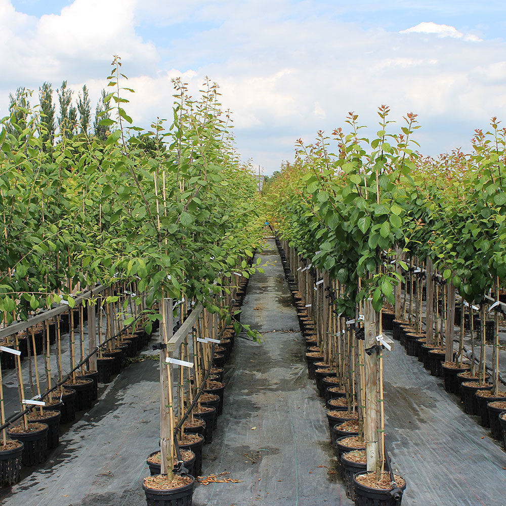 Prunus Victoria trees line the nursery farm, their vibrant foliage flourishing beneath a cloudy sky.