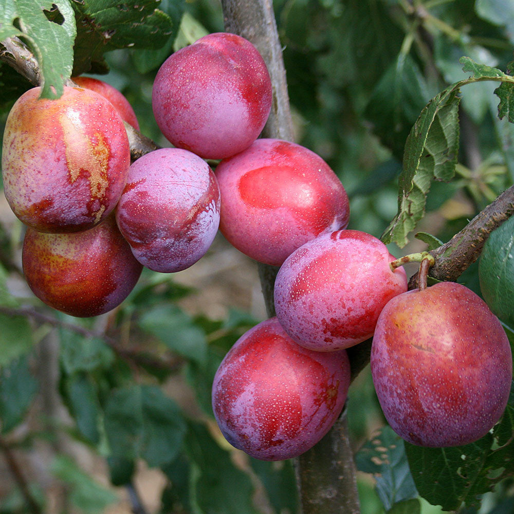 A cluster of ripe, red-purple plums hangs on a tree branch with lush green leaves. These are from the self-fertile Prunus Victoria - Victoria Plum Tree, showcasing its generous bounty.