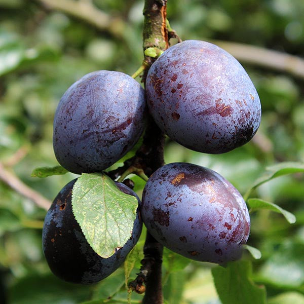 Four ripe plums hang on a branch of the Prunus Violetta Plum Tree, with green leaves in the background.