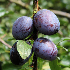 Prunus Violetta - Violetta Plum Tree