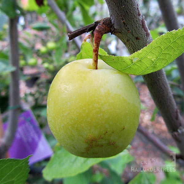 A Prunus Warwickshire Drooper - Warwickshire Drooper Plum Tree, a well-known dual-purpose variety, hangs from a branch with green leaves, against a backdrop of blurred foliage.