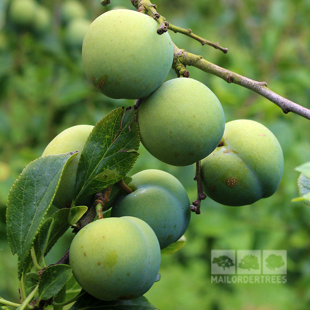 Plump green gages on a Prunus Willingham Gage tree, set against lush green leaves, hint at the promise of a ripe harvest.