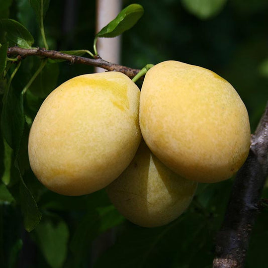 Three ripe plums hang from a Prunus Yellow Pershore tree branch, with lush green leaves in the background.