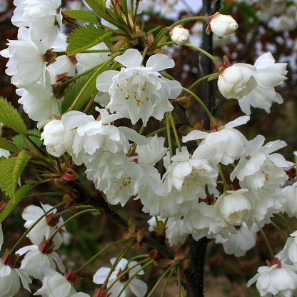 A cluster of white cherry blossoms accompanied by green leaves decorates a branch of the Prunus avium Plena – Wild Cherry Tree.