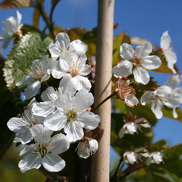 A close-up of white cherry blossoms on a branch of a Prunus avium - Wild Cherry Tree, showcasing its glossy green leaves against a clear blue sky.