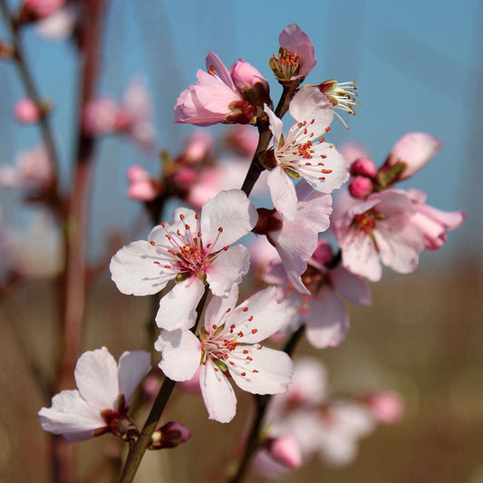 A close-up of pink cherry blossoms on a branch, reminiscent of the Prunus dulcis Flowering Almond Tree, set against a blurred blue sky.