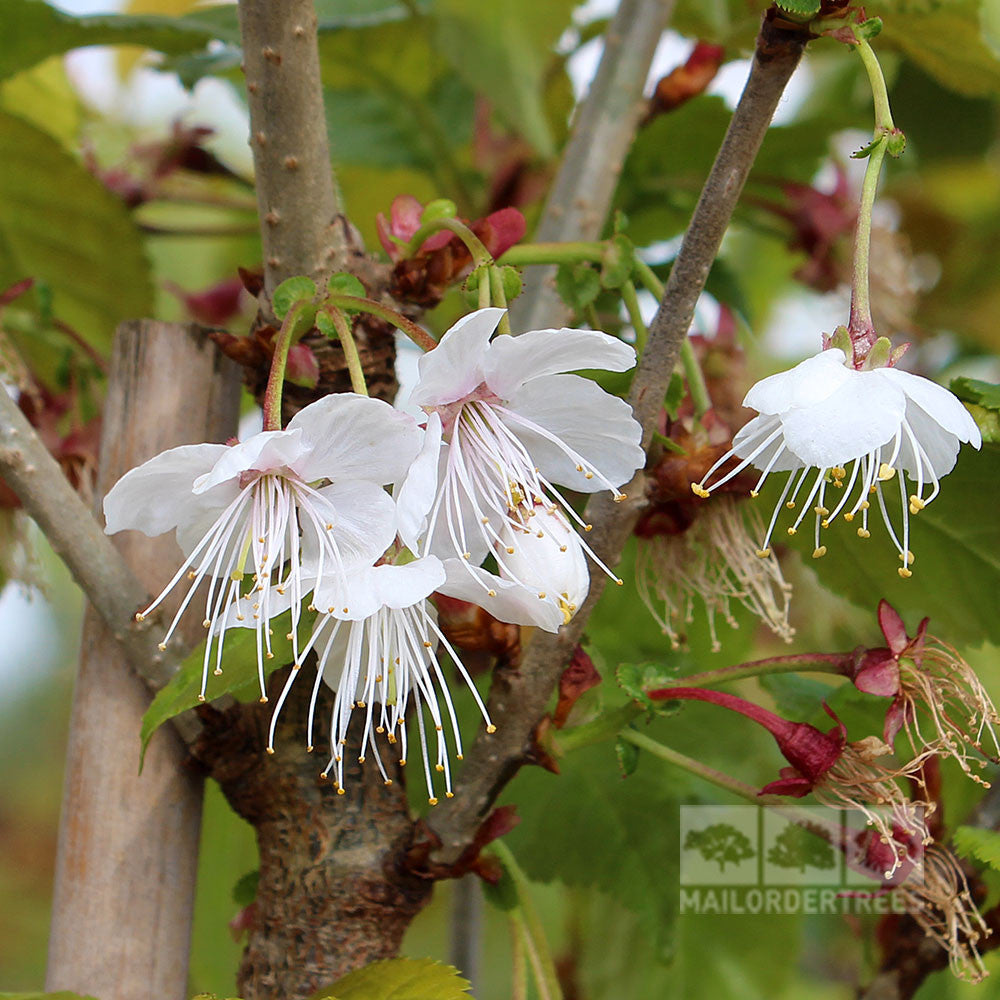 Delicate white cherry blossoms gracefully dangle from the branches of a Prunus litigiosa - Tassel Cherry Tree, with its lush green leaves offering a vivid backdrop.