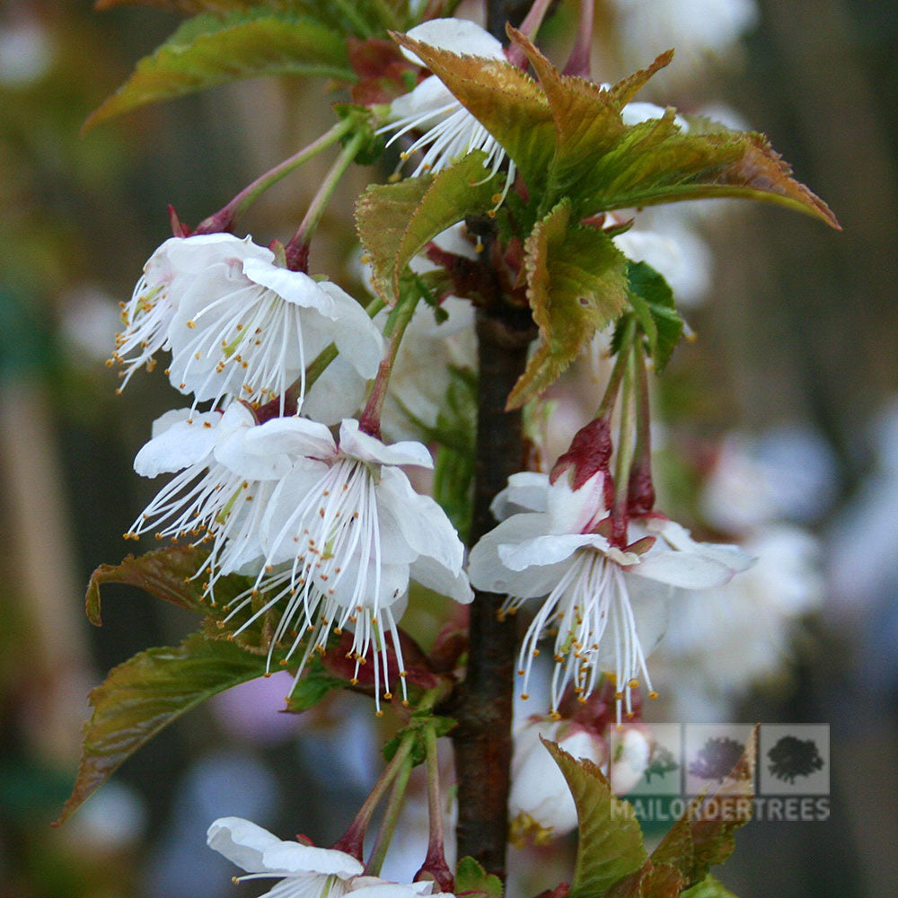 Close-up of white and pink cherry blossoms with green leaves on a Prunus litigiosa - Tassel Cherry Tree branch. Logo in the bottom right corner.