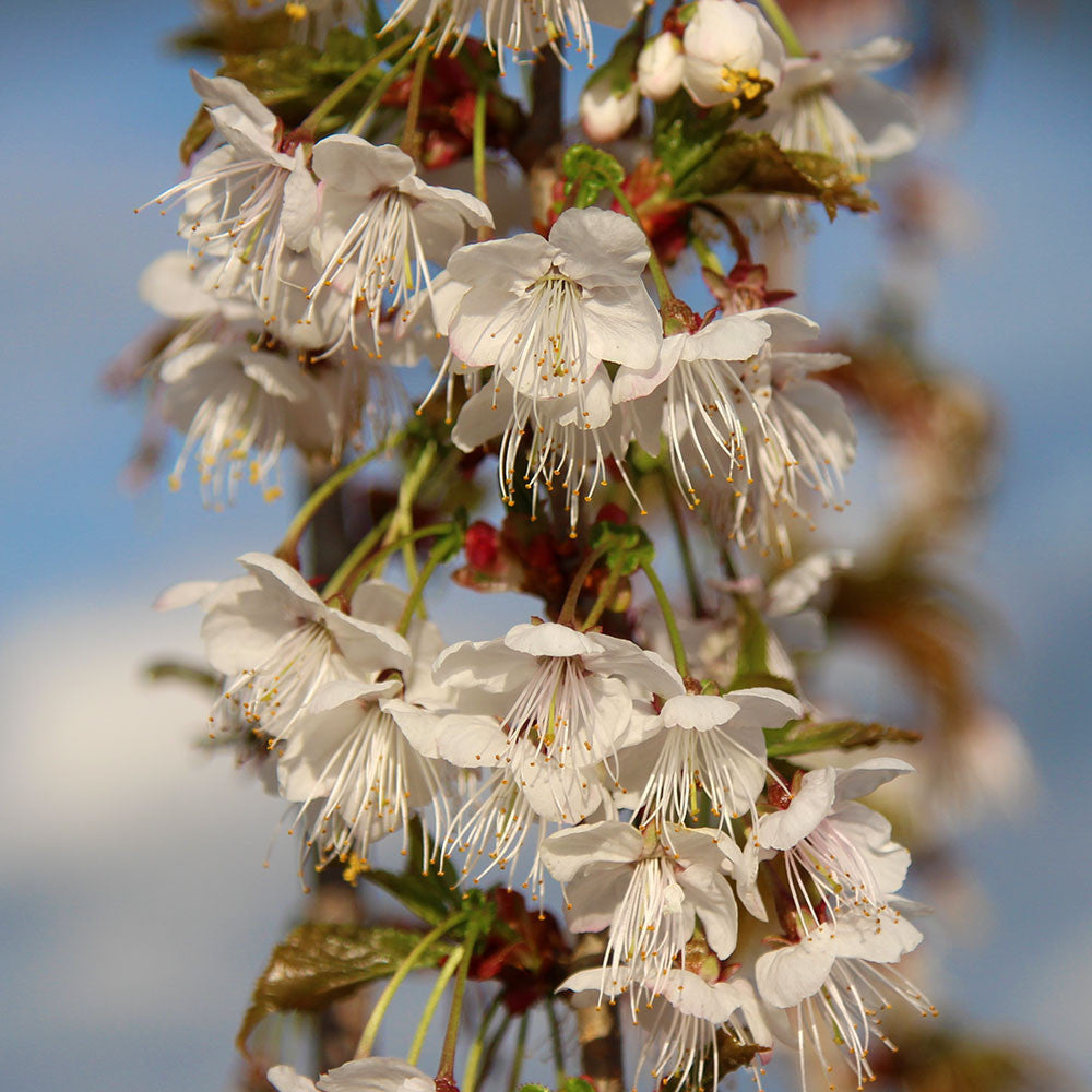 Close-up of cherry blossoms from a Prunus litigiosa - Tassel Cherry Tree in full bloom, featuring white petals and long stamens against a vibrant blue sky.