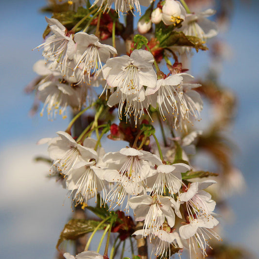 Prunus litigiosa - Tassel Cherry Tree - Mix and Match