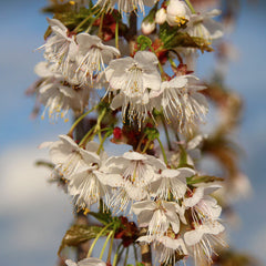 Prunus litigiosa - Tassel Cherry Tree - Mix and Match