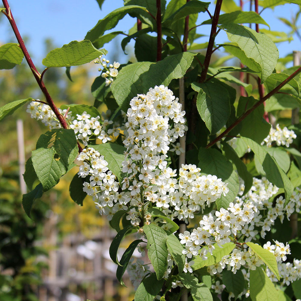 The Prunus padus Watereri, commonly known as the Bird Cherry Tree, is adorned with clusters of creamy white cherry blossom flowers nestled among its lush green leaves.