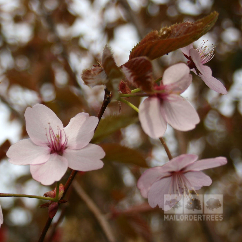 Close-up of the delicate pale pink cherry blossoms from a Prunus sargentii - Flowering Cherry Tree, highlighted by a backdrop of brownish leaves.