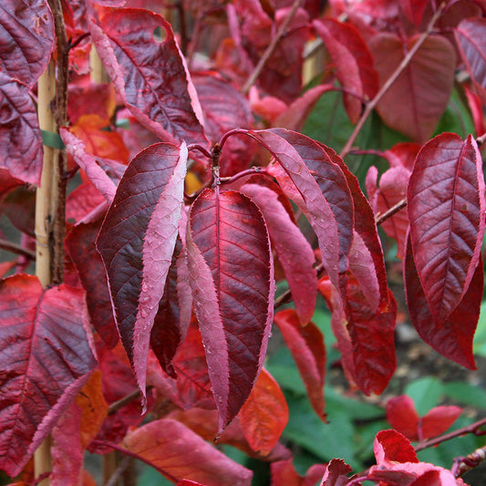 Close-up of striking red leaves and delicate pale pink blossoms from a Prunus sargentii - Flowering Cherry Tree, adorned with droplets of water on the surface, set against a softly blurred green background.