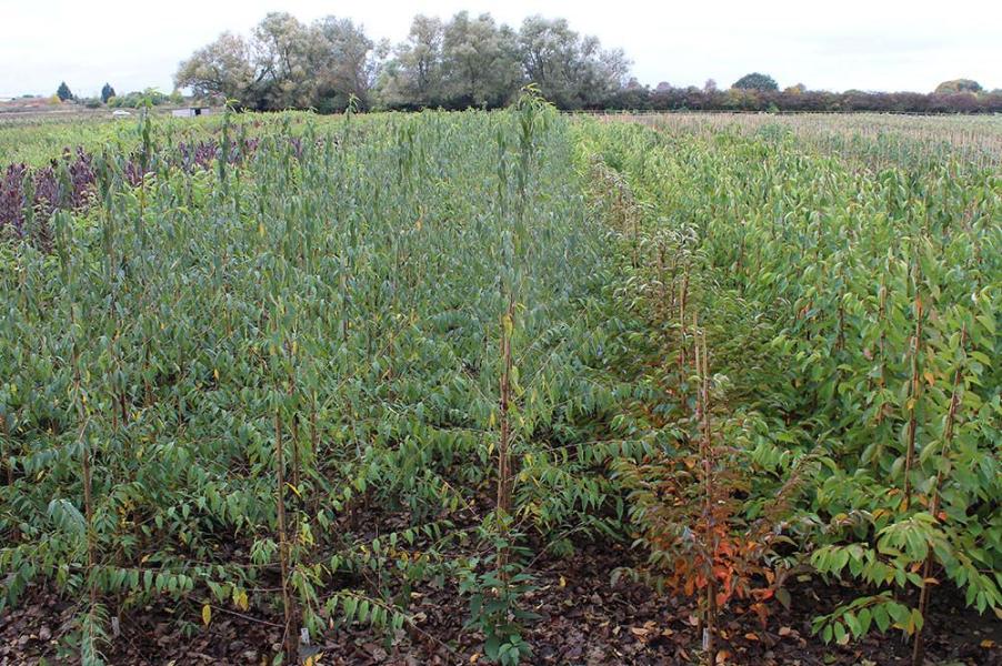 A field densely planted with young trees showcases the vibrant green vegetation under a cloudy sky. Among them, the ornamental red-brown bark of the Prunus serrula Tibetica - Birch Bark Cherry Tree stands out, adding a touch of elegance to the picturesque scene.