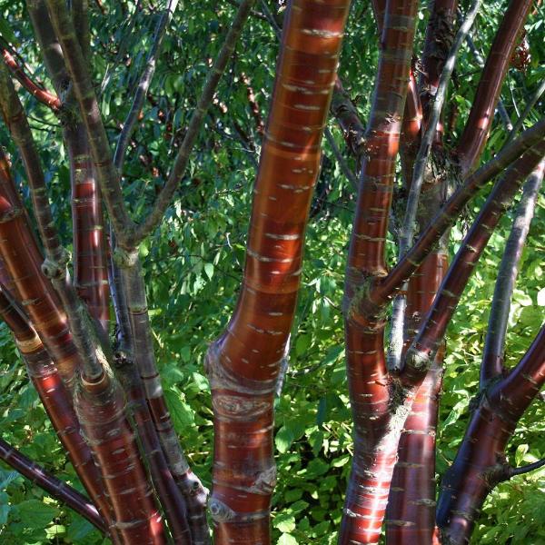 Close-up of Prunus serrula Tibetica, also known as the Birch Bark Cherry Tree, showcasing ornamental red-brown bark with sparse horizontal markings amidst lush green foliage in a dense thicket.