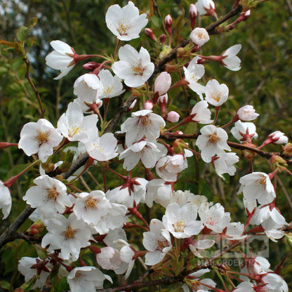 Close-up of blush-white flowers with pink centres blossoming from branches against a blurred green backdrop, capturing the delicate beauty of the Prunus x Yedoensis - Tokyo Cherry Tree.