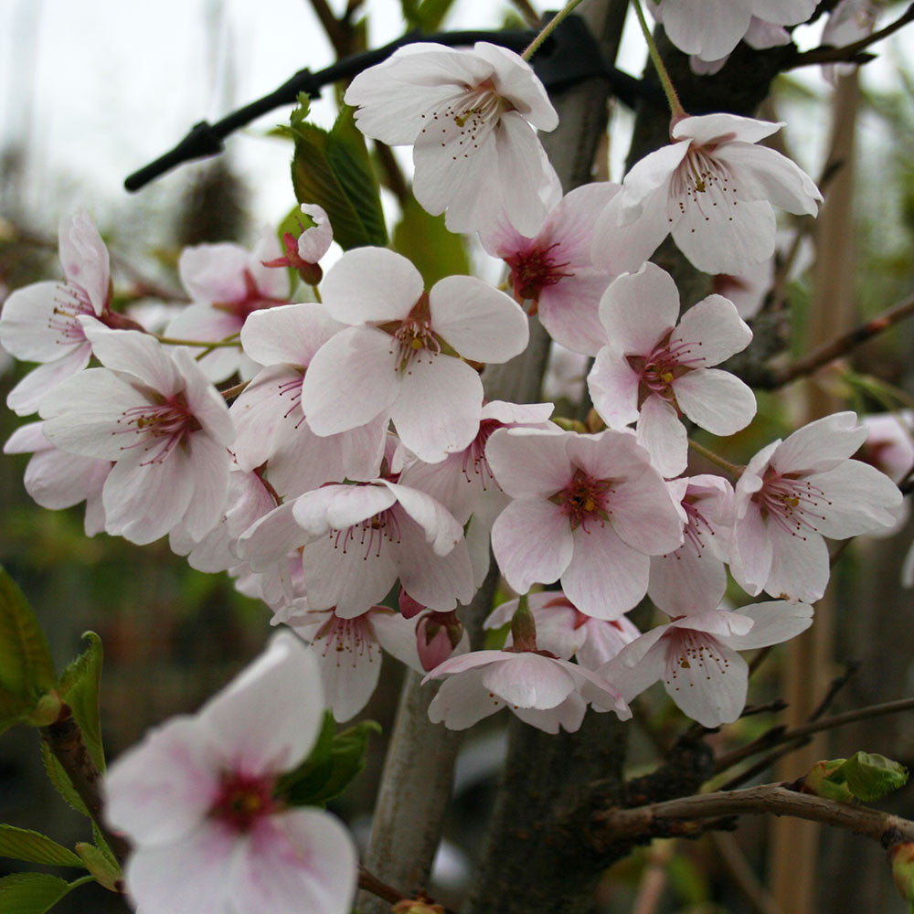 The branch of a Prunus x Yedoensis - Tokyo Cherry Tree - Mix and Match is adorned with a cluster of blush-white cherry blossoms and green leaves.