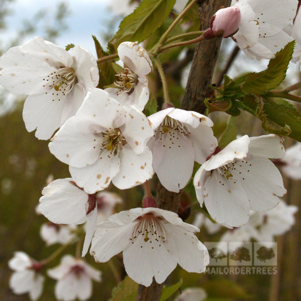 Close-up of blush-white flowers on a Prunus x Yedoensis - Tokyo Cherry Tree - Mix and Match branch, showcasing delicate white petals adorned with pinkish spots and vibrant green leaves.