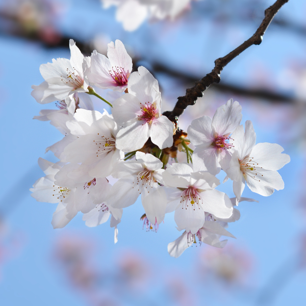 A close-up of blush-white cherry blossoms from the Prunus x Yedoensis - Tokyo Cherry Tree - Mix and Match, in full bloom on a branch against a clear blue sky.