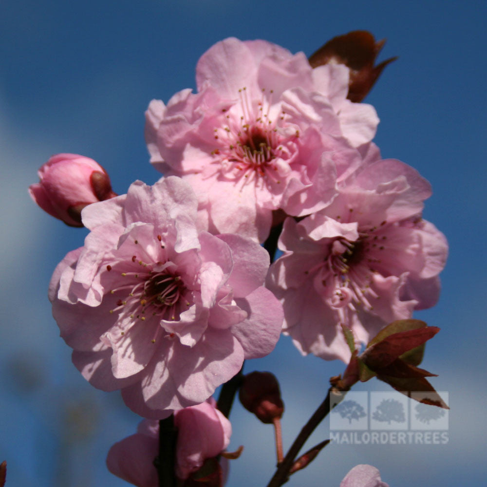 The semi-double pink flowers of the Prunus x blireana - Flowering Plum Tree bloom vibrantly against a vivid blue sky, with a logo positioned in the bottom right corner.