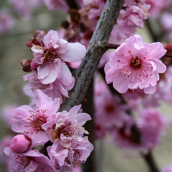 A close-up view of a branch adorned with semi-double pink flowers, highlighting the delicate blossoms of the Prunus x blireana - Flowering Plum Tree.