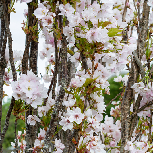 Prunus Amanogawa