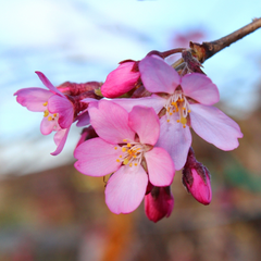 Prunus Pendula Rubra - Weeping Spring Cherry Tree