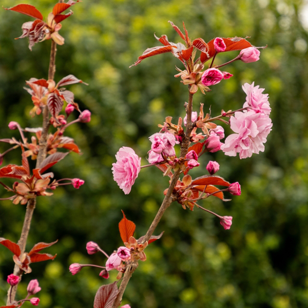 Prunus Royal Burgundy