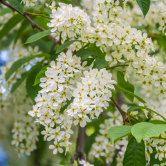 Prunus padus - Bird Cherry Tree