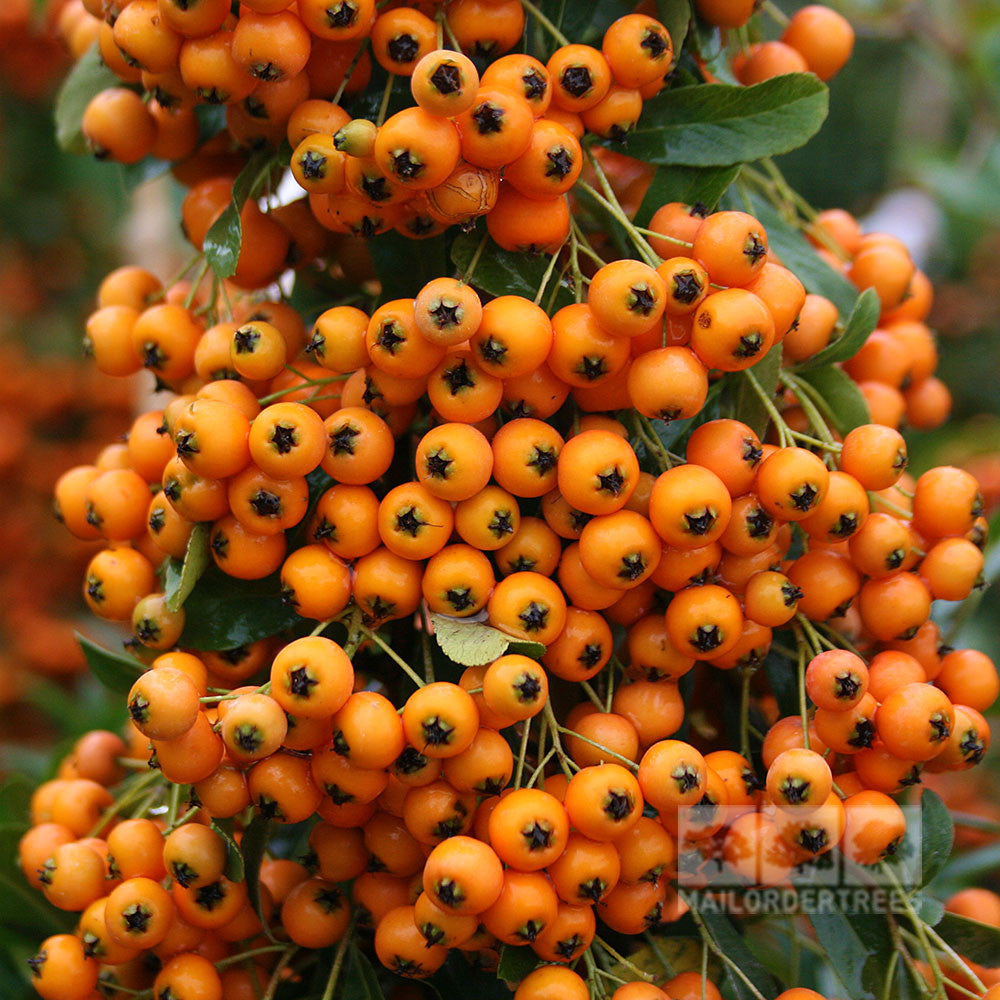 The Pyracantha Golden Charmer, or Firethorn Golden Charmer, boasts clusters of vibrant orange berries on its leafy green branches, designed to attract wildlife.